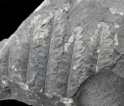 Fortopteris latifolia